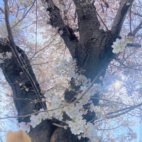 桜！ 画像